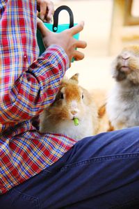 A rabbit on a girl's lap