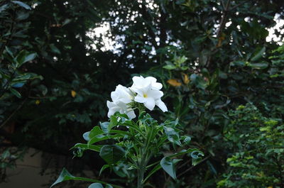 Close-up of white flowers