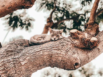 Close-up of a cat on tree trunk