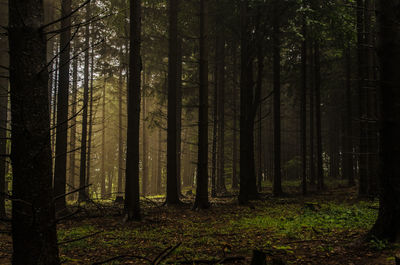 Trees in forest