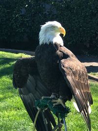 Close-up of eagle perching on grass