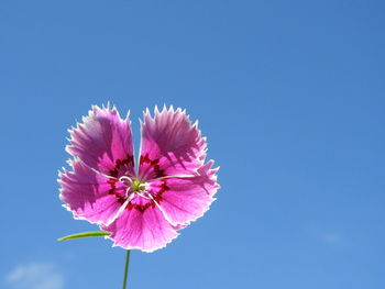 Close-up of pink flower against blue sky