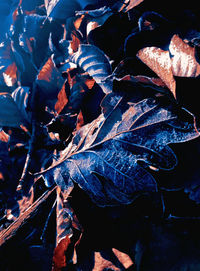 High angle view of dry leaves on land