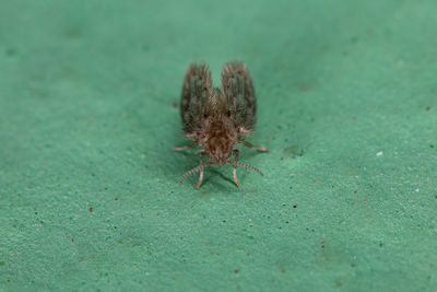 Close-up of spider