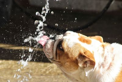 Dog in a water