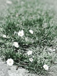 Close-up of white flowers blooming outdoors