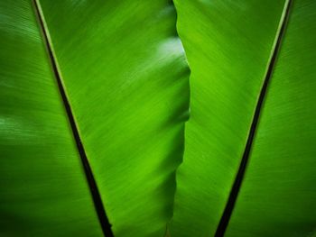 Full frame shot of green leaves