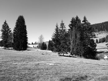 Trees against sky