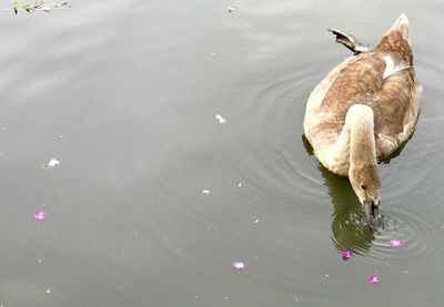 High angle view of dog in water