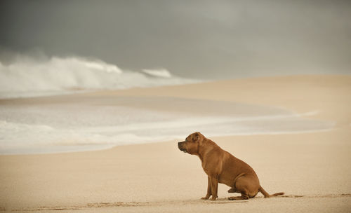 Dog standing at beach against sky