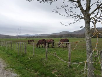 Horses grazing on grassy field against sky