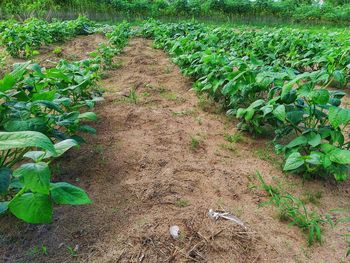 High angle view of plants growing on field