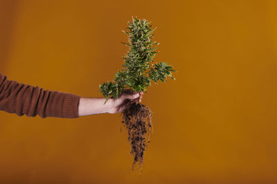 A hand holding a marijuana plant with roots on orange background