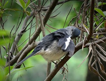 Bird perching on branch