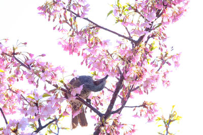 Low angle view of cherry blossoms on tree