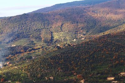 High angle view of trees on landscape