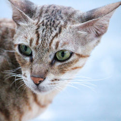 Close-up portrait of cat