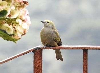 Close-up of bird perching on railing
