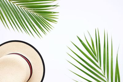 Close-up of palm tree against clear sky