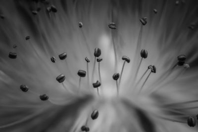 Full frame shot of flowering plant