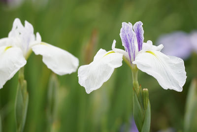 Close-up of white flowering plant