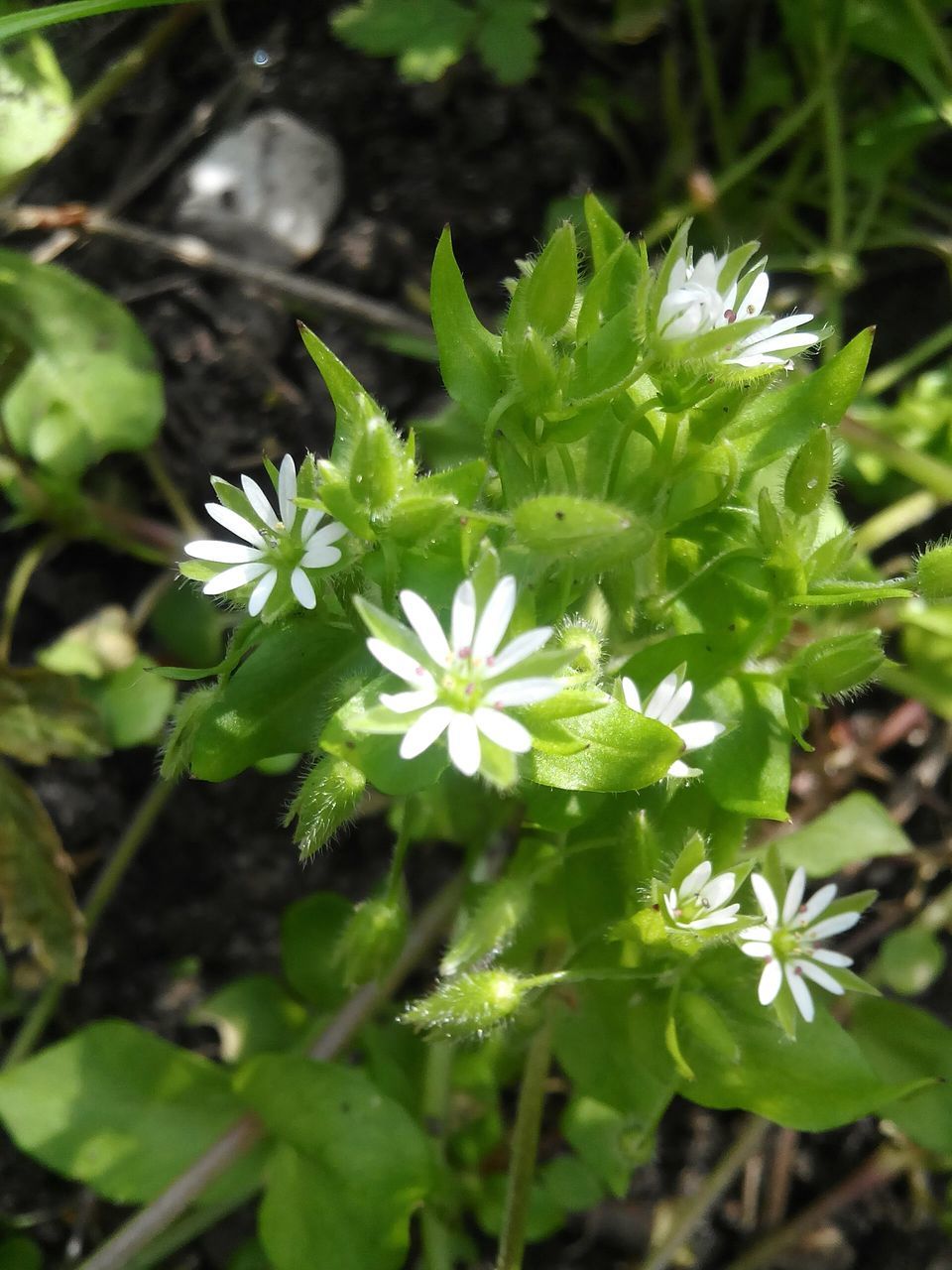 flower, growth, freshness, fragility, petal, white color, plant, beauty in nature, flower head, leaf, close-up, nature, blooming, focus on foreground, green color, in bloom, day, stem, outdoors, selective focus