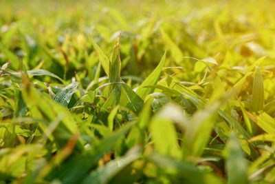 Full frame shot of plants growing on field