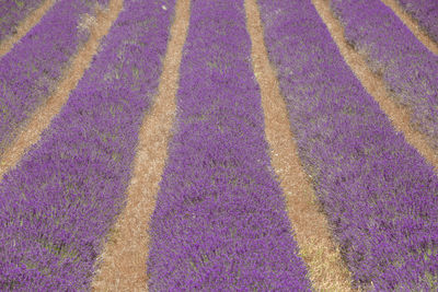 High angle view of purple flowering plants on field