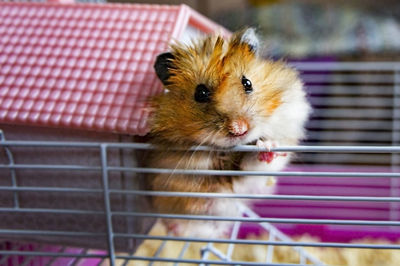 Close-up of a cute ginger syrian hamster in cage