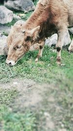 Close-up of horse on field