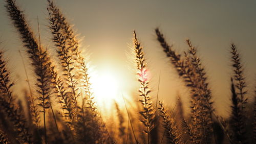 Close-up of stalks in field against sky