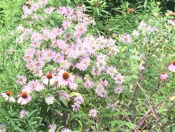 Close-up of pink flowers