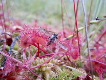 Close-up of bee pollinating on red flower