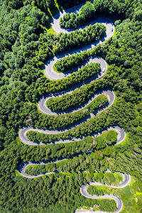 High angle view of plants growing on field