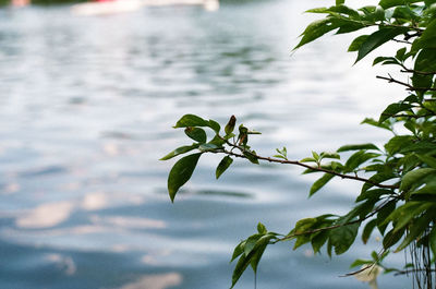 Close-up of plant leaves in lake