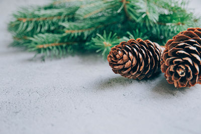 Close-up of pine cone on table