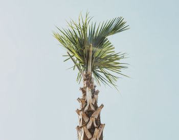 Low angle view of plant against clear sky