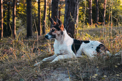 Dog looking away in forest