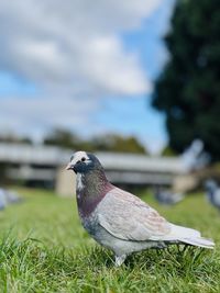 Close-up of bird perching on field