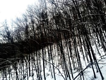 Bare trees in water