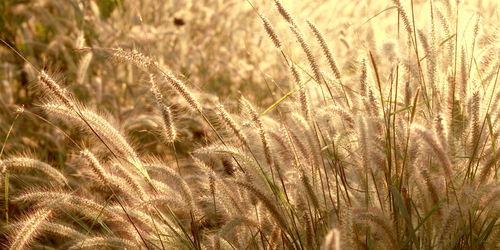 Close-up of wheat field