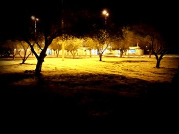 View of illuminated trees at night