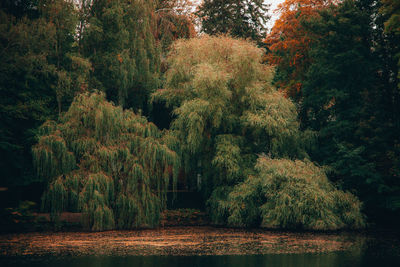 Trees by lake in forest during autumn