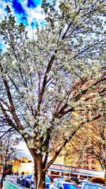 Trees against sky