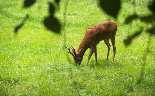 Deer grazing on field