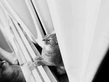 Midsection of person holding cat