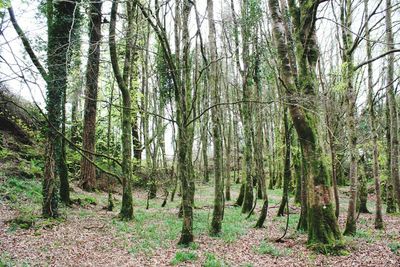 Trees in forest against sky