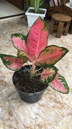 High angle view of potted plants on table