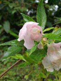 Close-up of pink flower blooming outdoors