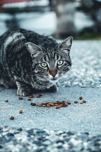 Close-up of cat